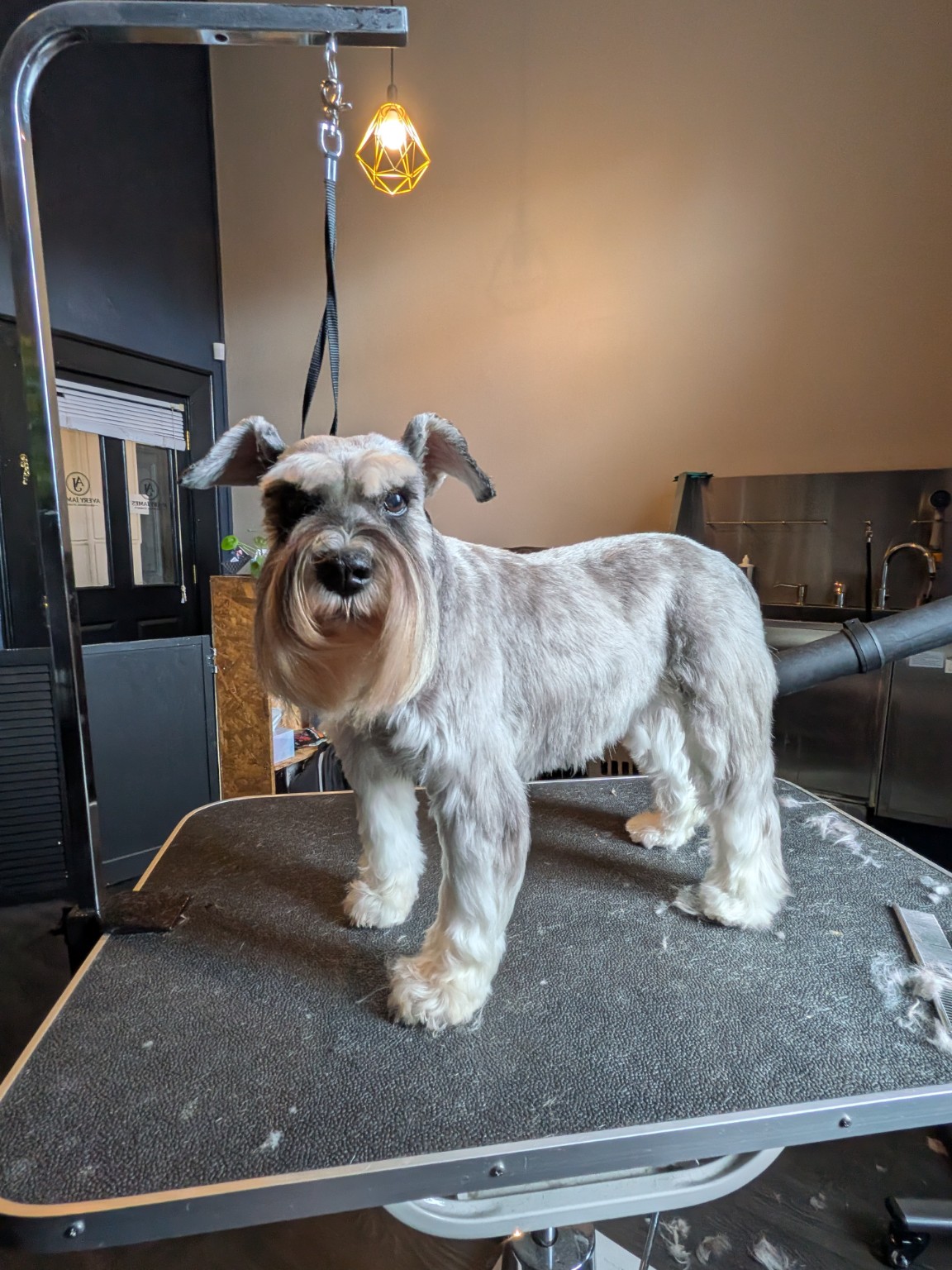 Groomed dog