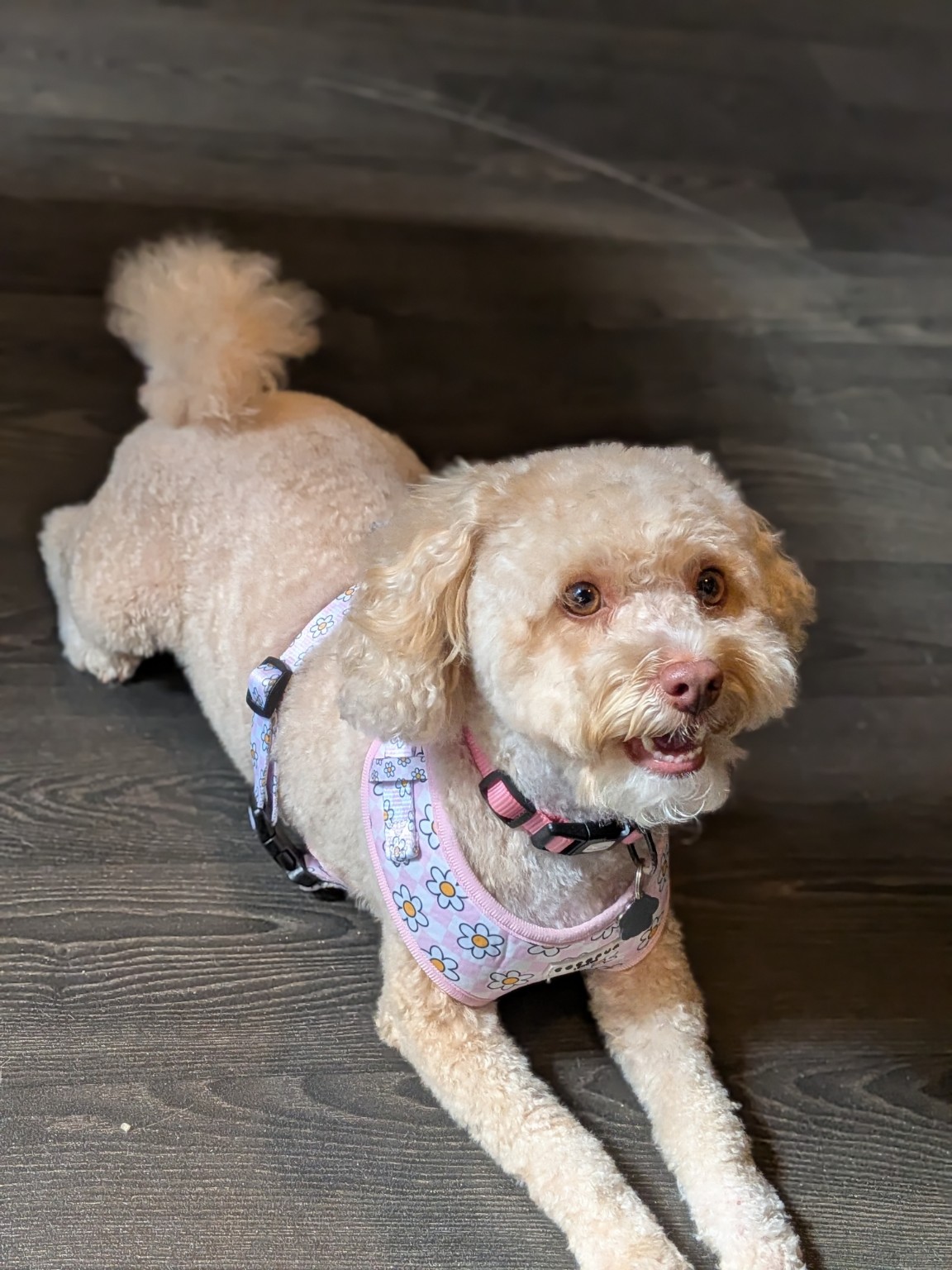 Dog after grooming