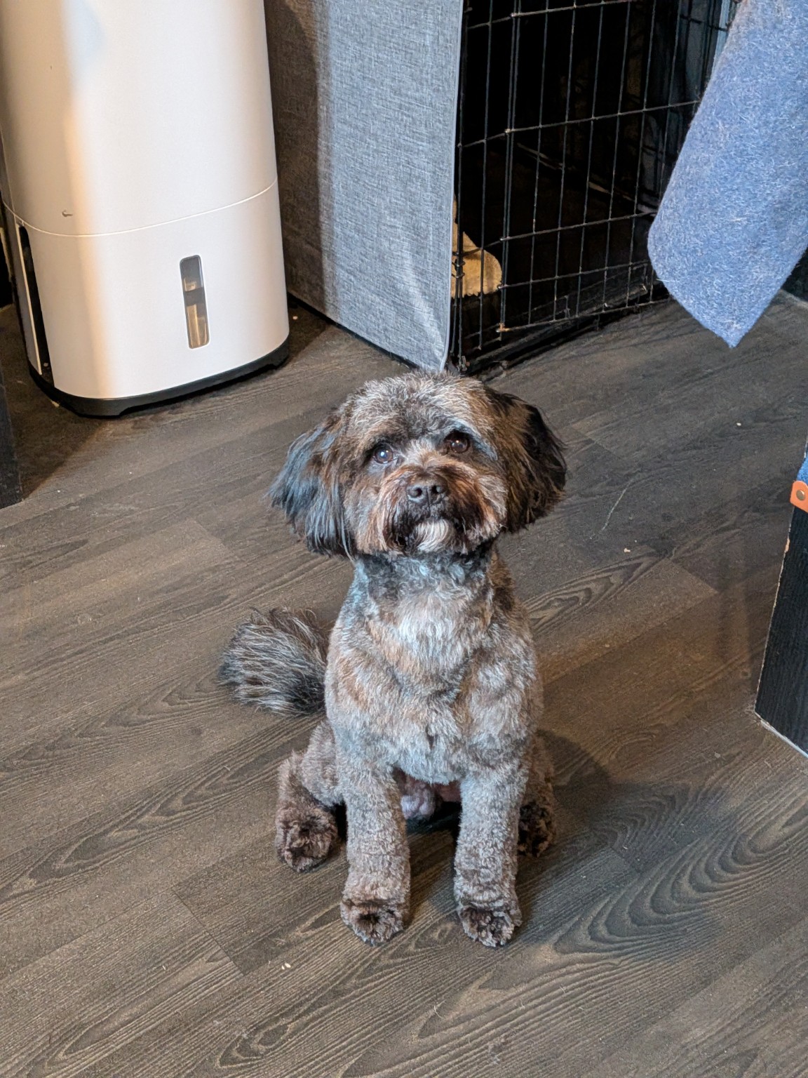 Dog at Avery James Grooming Studio