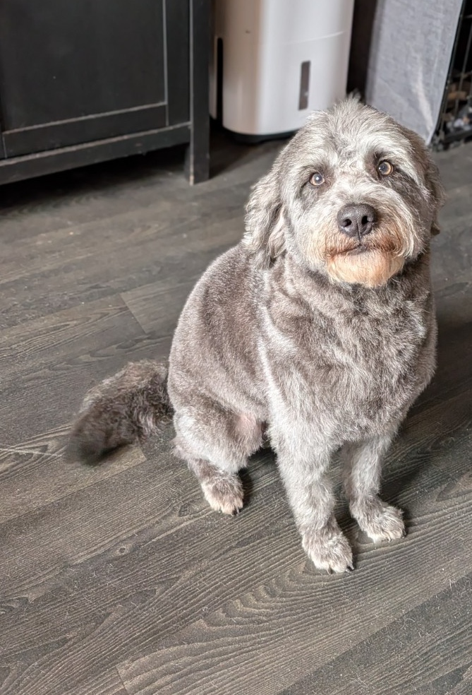 Freshly groomed dog at Avery James Grooming Studio