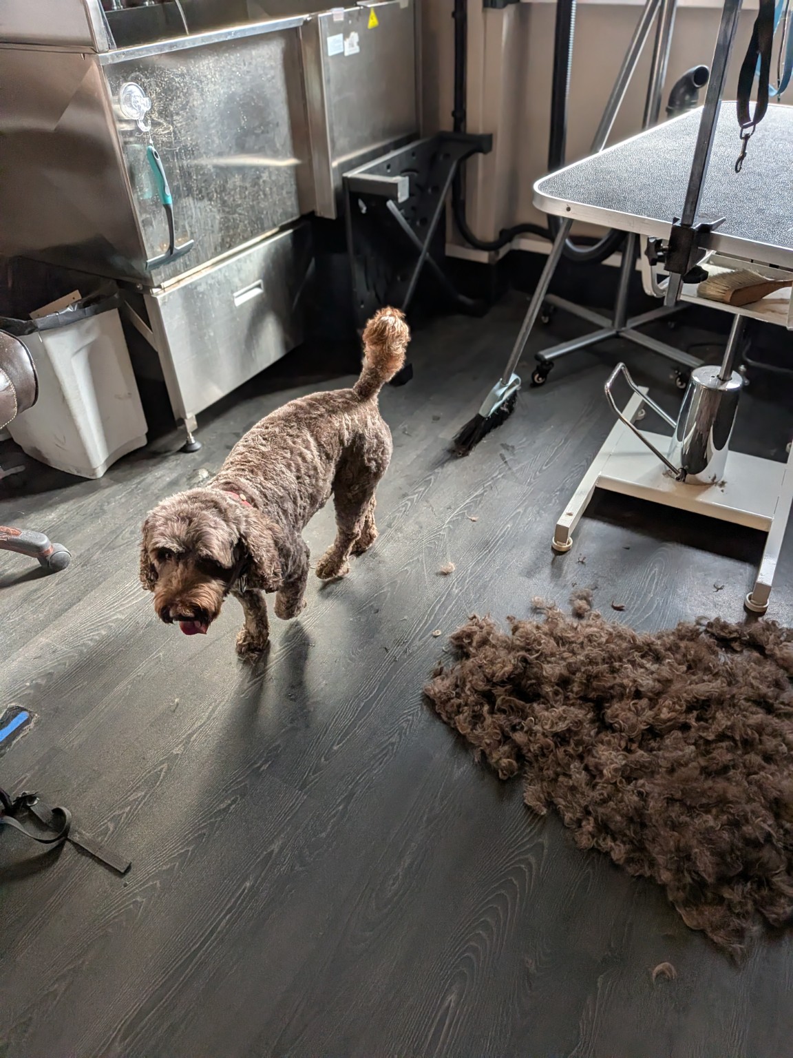 Freshly groomed small dog