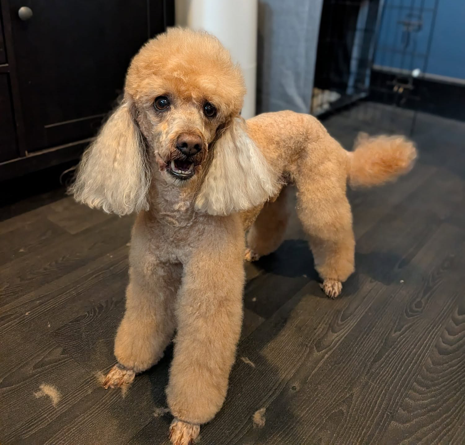 Freshly groomed dog