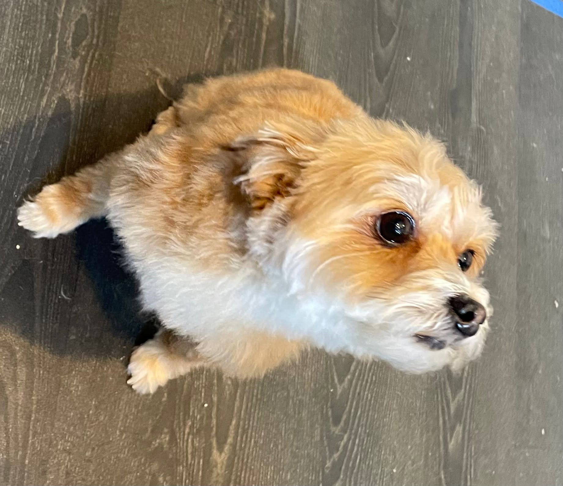 Dog after grooming